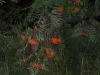 vogelbeere