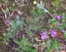wilder-storchschnabel